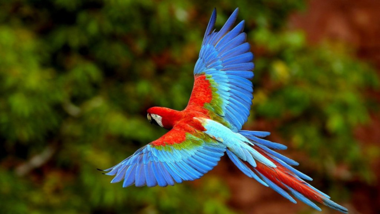 Vẹt Macaw Và Những Điều Thú Vị Về Loài Vẹt Này - Yêu Chim