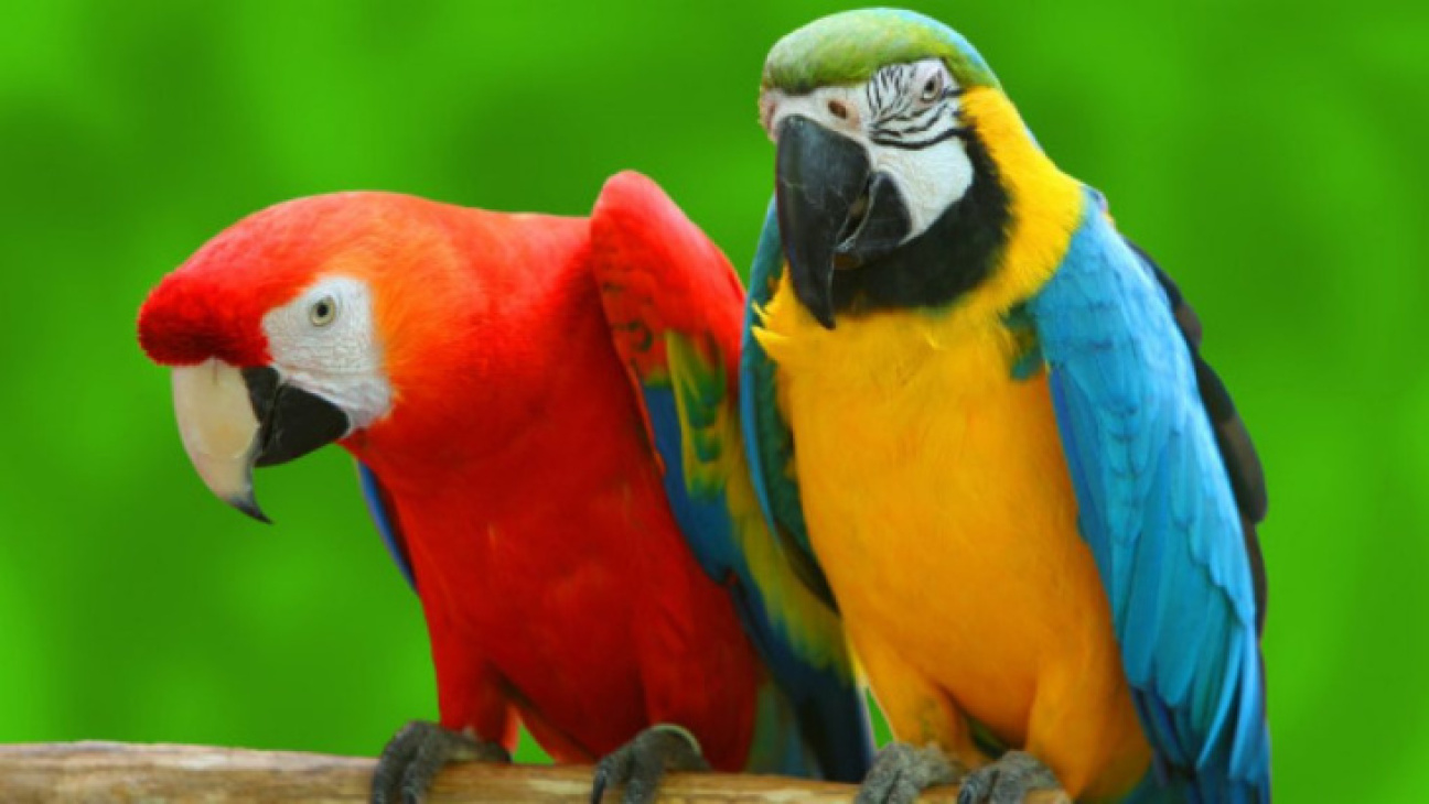 Hình nền chim vẹt đẹp sặc sỡ và đáng yêu nhất thế giới   thptlamnghiepeduvn
