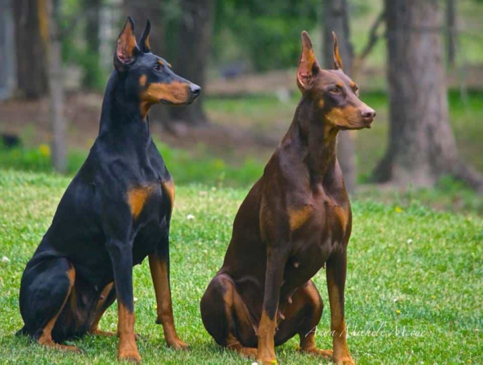 189+ ảnh chó doberman ngầu, được tuyển chọn bậc nhất hiện nay