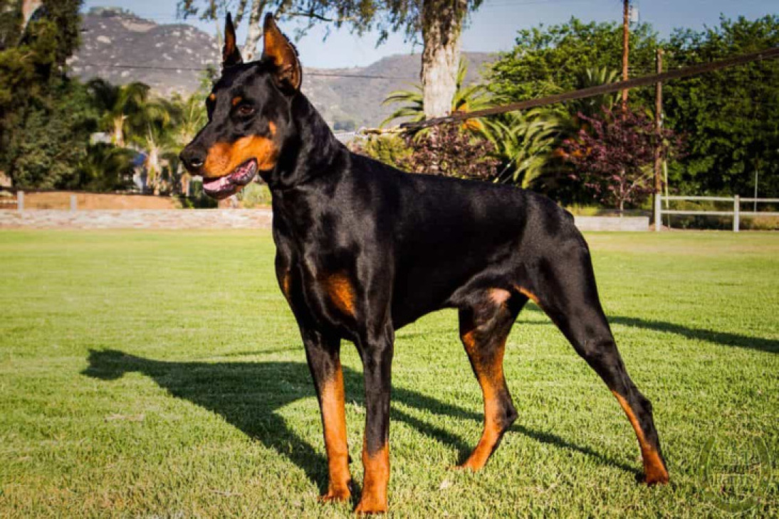 189+ ảnh chó doberman ngầu, được tuyển chọn bậc nhất hiện nay