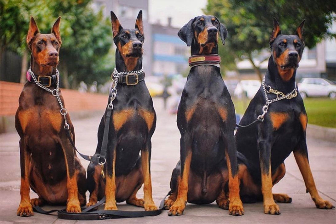 189+ ảnh chó doberman ngầu, được tuyển chọn bậc nhất hiện nay