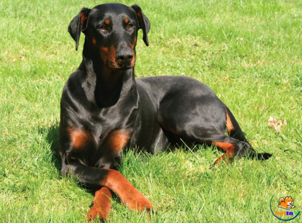 189+ ảnh chó doberman ngầu, được tuyển chọn bậc nhất hiện nay