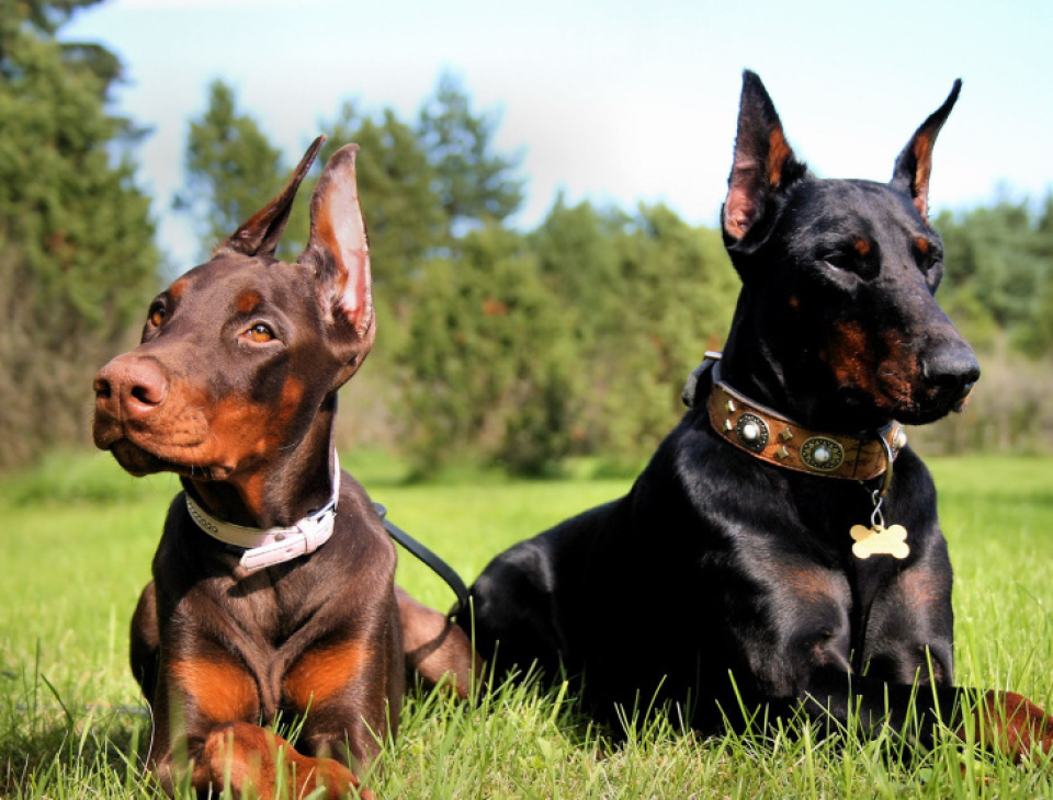 189+ ảnh chó doberman ngầu, được tuyển chọn bậc nhất hiện nay