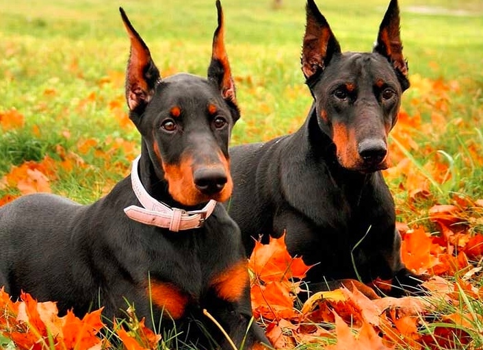 189+ ảnh chó doberman ngầu, được tuyển chọn bậc nhất hiện nay