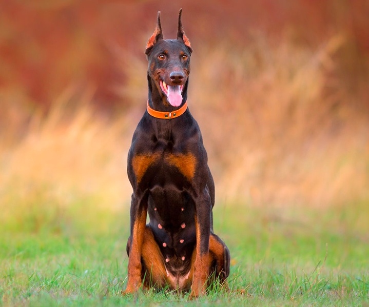 189+ ảnh chó doberman ngầu, được tuyển chọn bậc nhất hiện nay