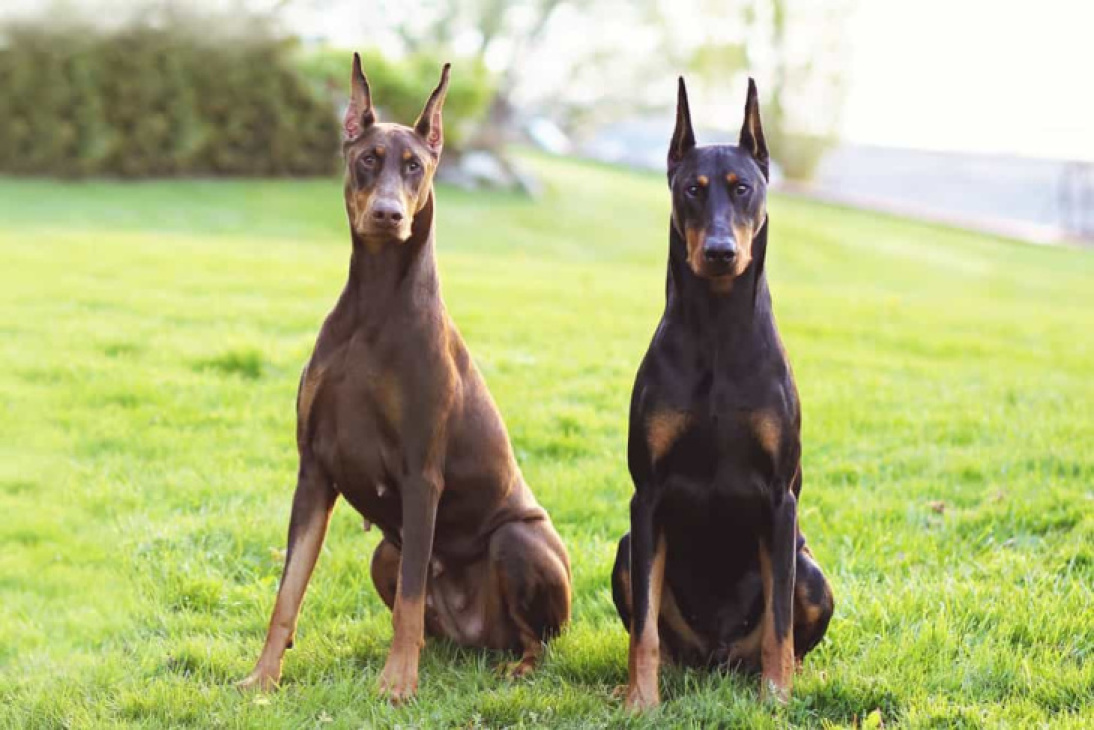 189+ ảnh chó doberman ngầu, được tuyển chọn bậc nhất hiện nay