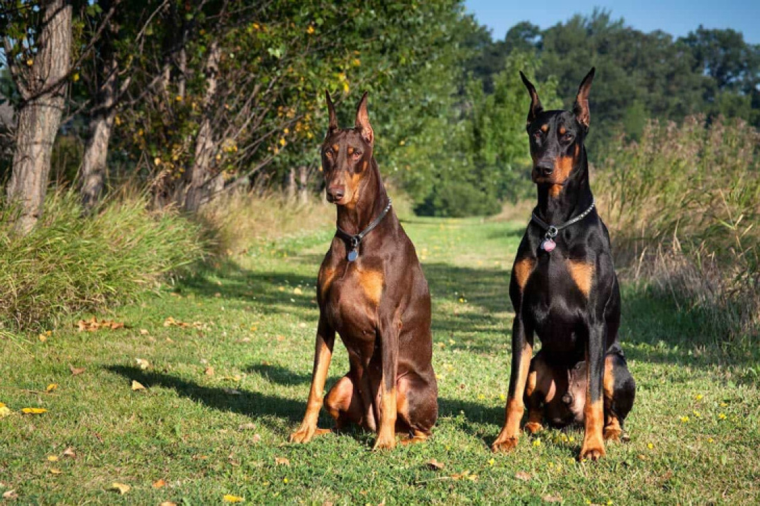 189+ ảnh chó doberman ngầu, được tuyển chọn bậc nhất hiện nay