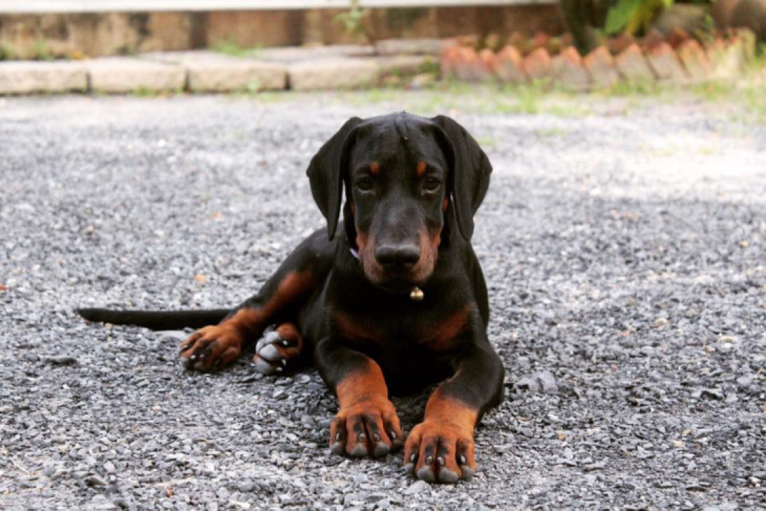 189+ ảnh chó doberman ngầu, được tuyển chọn bậc nhất hiện nay