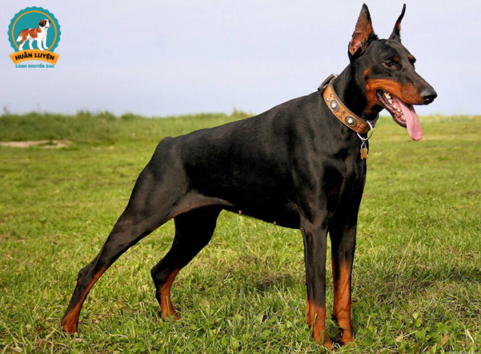 189+ ảnh chó doberman ngầu, được tuyển chọn bậc nhất hiện nay