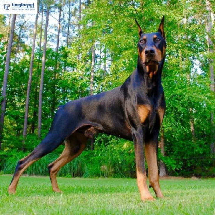 189+ ảnh chó doberman ngầu, được tuyển chọn bậc nhất hiện nay