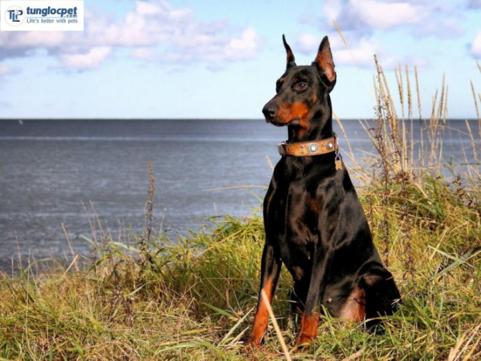 189+ ảnh chó doberman ngầu, được tuyển chọn bậc nhất hiện nay