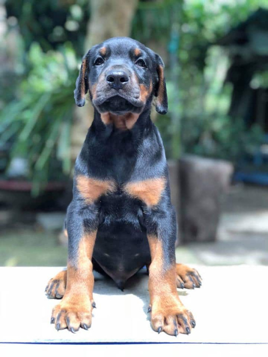 189+ ảnh chó doberman ngầu, được tuyển chọn bậc nhất hiện nay