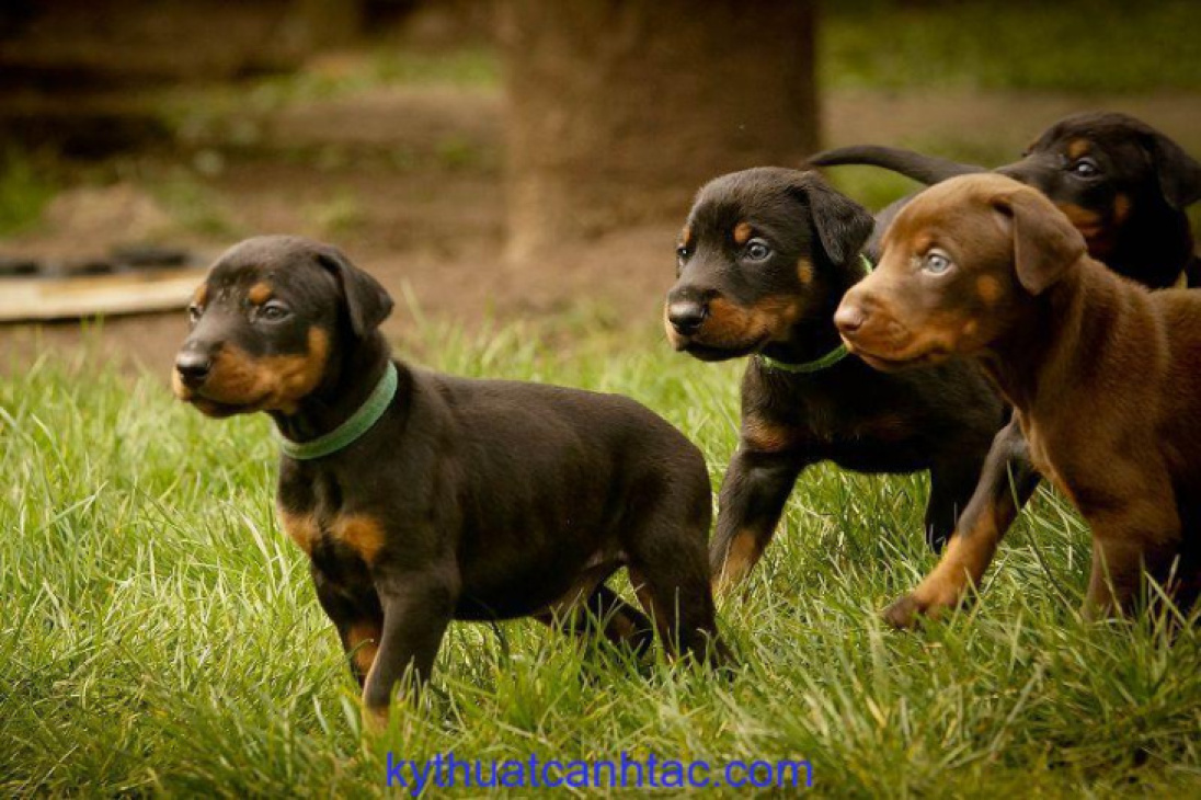 189+ ảnh chó doberman ngầu, được tuyển chọn bậc nhất hiện nay