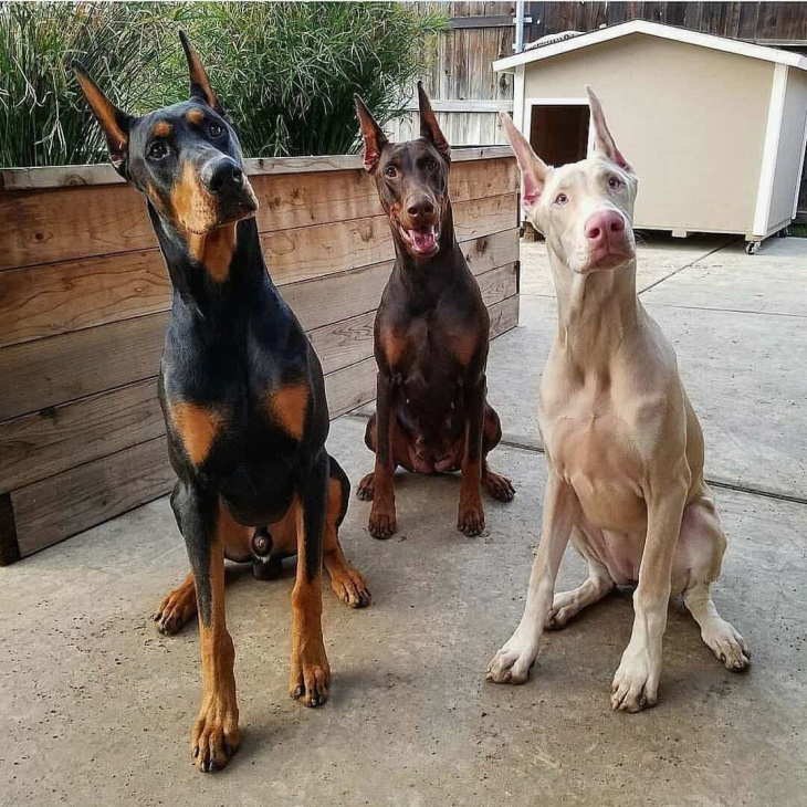 189+ ảnh chó doberman ngầu, được tuyển chọn bậc nhất hiện nay