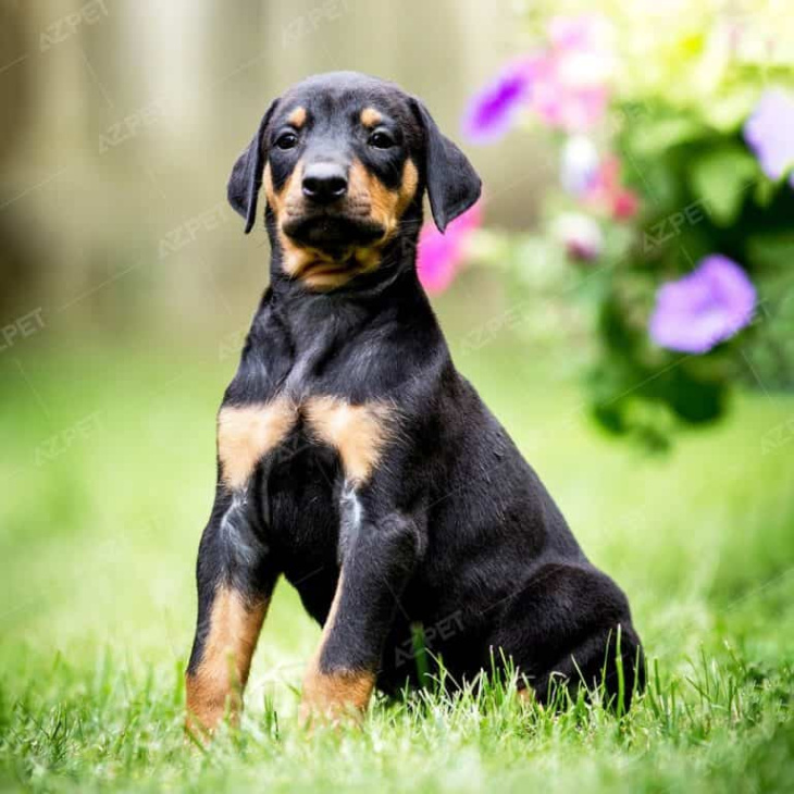 189+ ảnh chó doberman ngầu, được tuyển chọn bậc nhất hiện nay