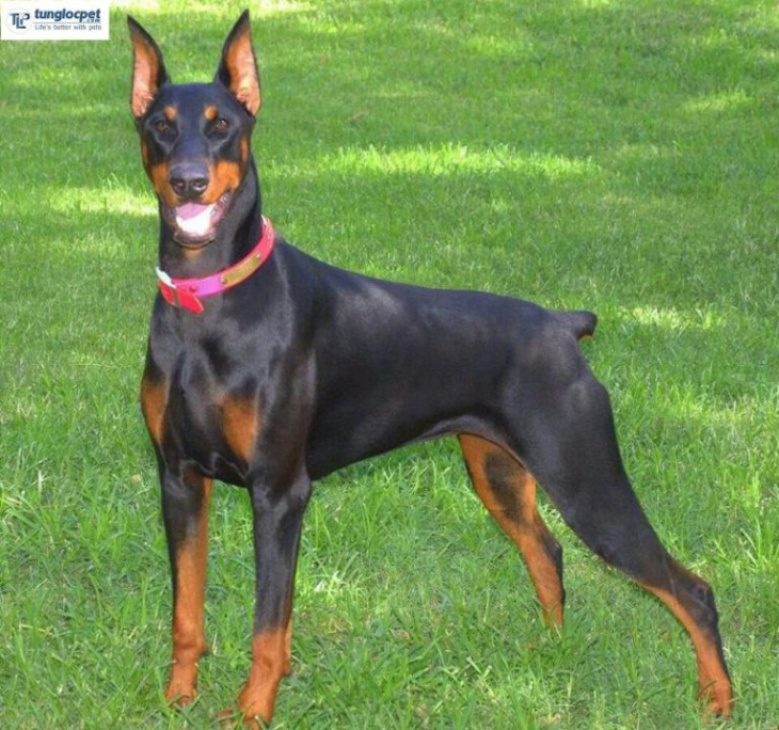 189+ ảnh chó doberman ngầu, được tuyển chọn bậc nhất hiện nay