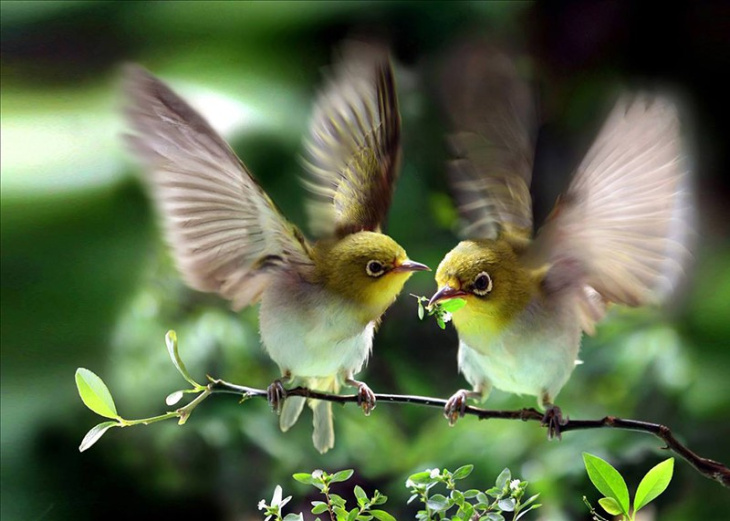 Chơi chim vành khuyên để bảo tồn thiên nhiên - YouTube