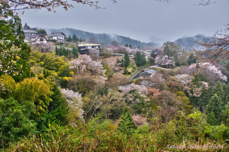 7 địa điểm tận hưởng bốn mùa ở yoshino