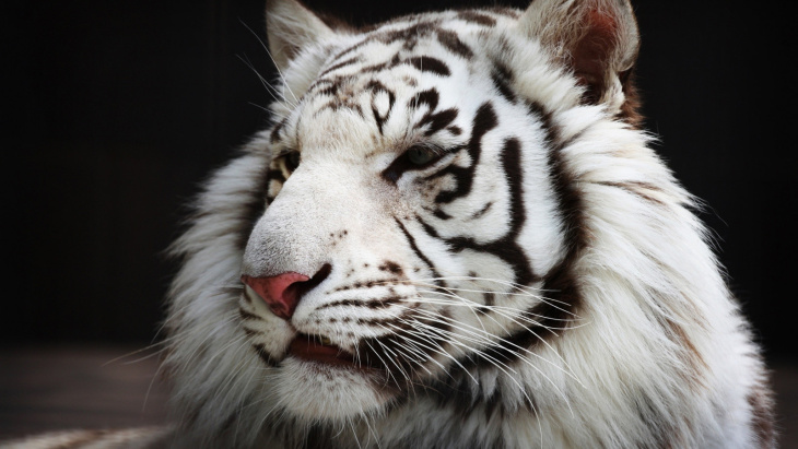 khám phá, trải nghiệm, 100+ hình ảnh con hổ trắng đẹp,3d, chất ngầu nhất hiện nay
