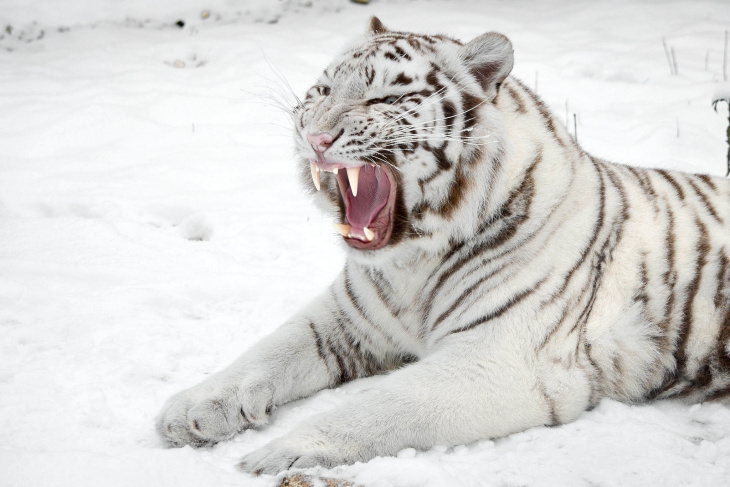 khám phá, trải nghiệm, 100+ hình ảnh con hổ trắng đẹp,3d, chất ngầu nhất hiện nay