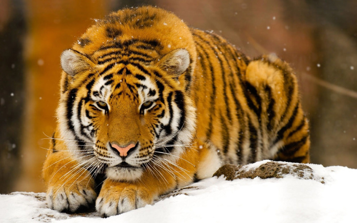 Những hình ảnh, hình nền con hổ - Tiger đẹp nhất | VFO.VN