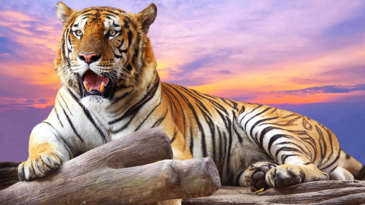 khám phá, trải nghiệm, 89+ hình ảnh con hổ siêu đẹp, ngầu cute, đang hot hiện nay