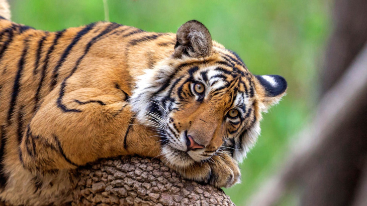 khám phá huỷ, hưởng thụ, 89+ hình hình ảnh con cái hổ siêu rất đẹp, ngầu xinh tươi, đang được hot hiện tại nay