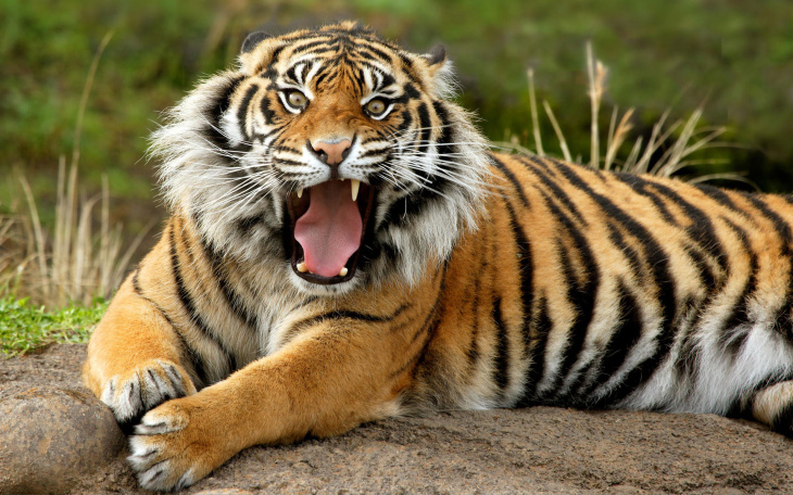 khám phá huỷ, hưởng thụ, 89+ hình hình ảnh con cái hổ siêu rất đẹp, ngầu xinh tươi, đang được hot hiện tại nay