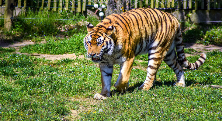 khám phá, trải nghiệm, 89+ hình ảnh con hổ siêu đẹp, ngầu cute, đang hot hiện nay