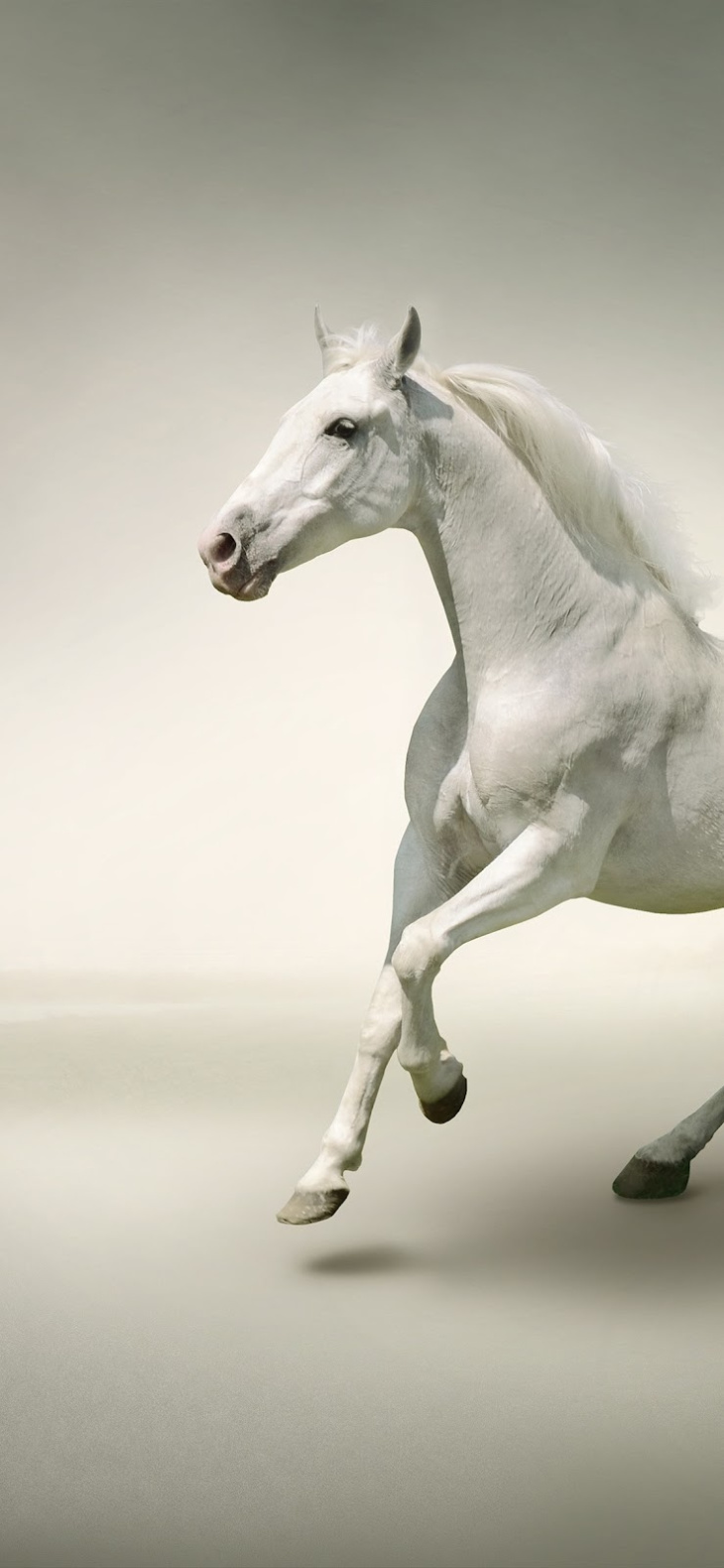 70+ hình ảnh con ngựa trắng mới nhất, được đánh giá cao nhất ...