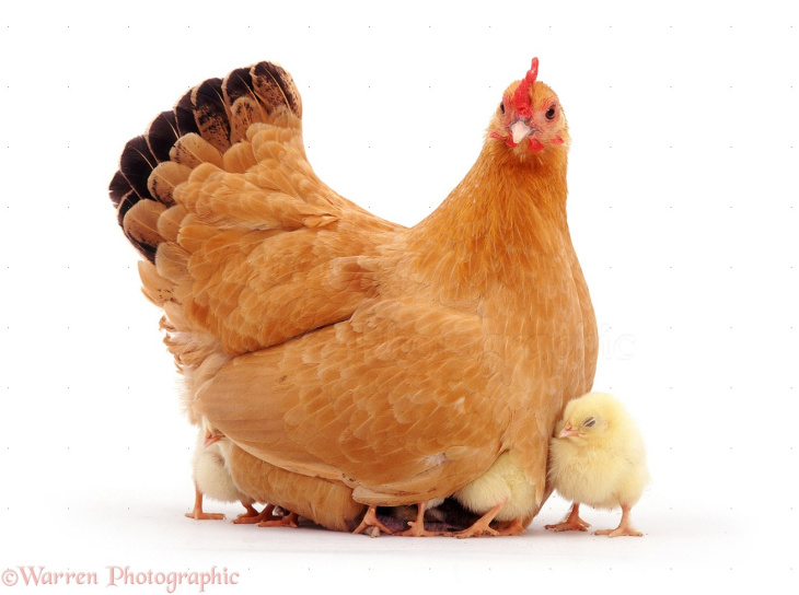homestay, 50+ hình ảnh con gà mái đẹp, hoạt hình full hd  mới nhất 2023