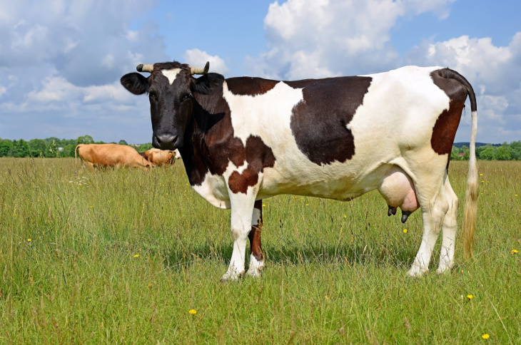 homestay, 99+ hình ảnh con bò sữa cute, chế đáng yêu, đẹp mê hồn 2023