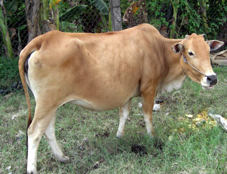 homestay, 78+ hình ảnh con bò cute, dễ thương, chế hài hước nhất 2023