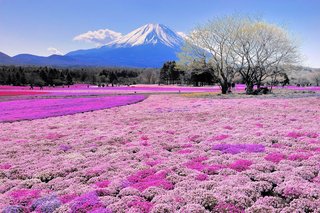 Hòa mình trong bốn mùa hoa xinh đẹp tại Đất nước Mặt Trời mọc - Nhật Bản, Khám Phá