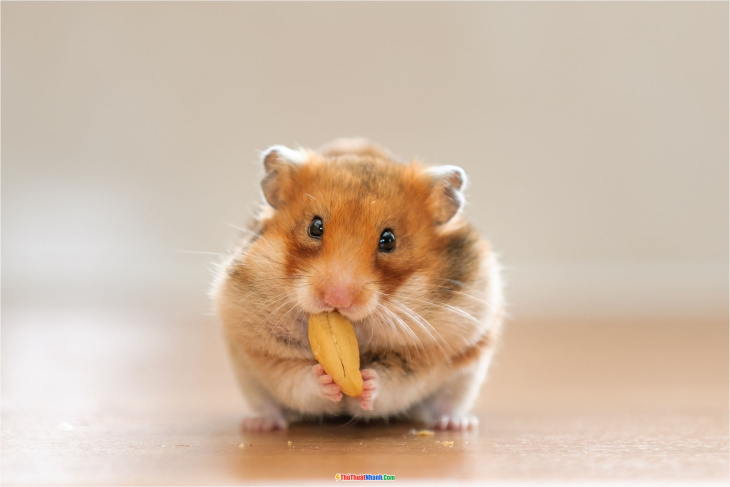 Hình Nền Con Chuột – Hình Nền Chuột Đẹp Siêu Cấp Cute