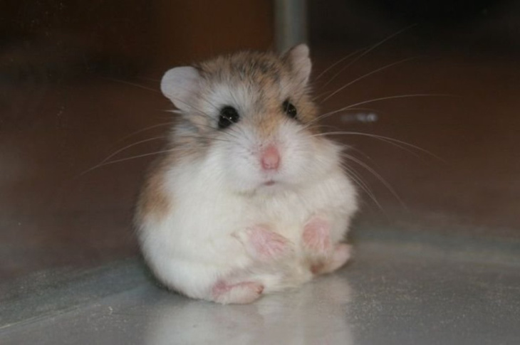 Hình ảnh Hamster Dễ Thương Mặc Trang Phục Sushi PNG , đáng Yêu, động Vật,  Hoạt Hình PNG trong suốt và Vector để tải xuống miễn phí