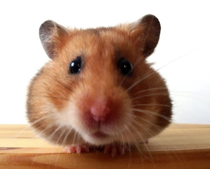 khách sạn, 89+ hình ảnh chuột hamster siêu cute và dễ thương nhất 2023