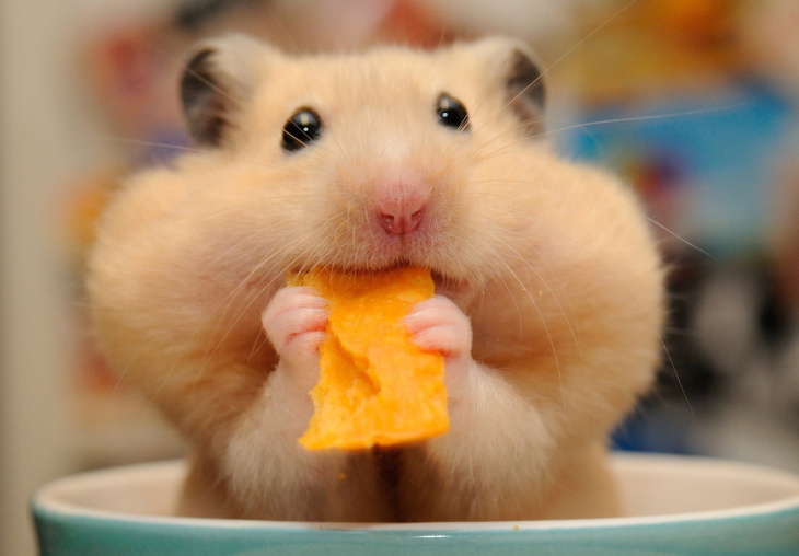 khách sạn, 89+ hình ảnh chuột hamster siêu xinh tươi và xinh đẹp nhất 2023