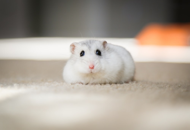Ảnh chuột Hamster siêu xinh - Hình nền động vật dễ thương