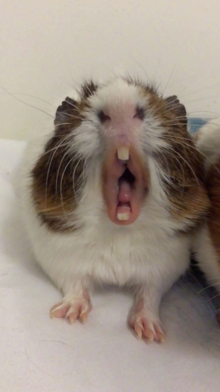 khách sạn, 89+ hình ảnh chuột hamster siêu cute và dễ thương nhất 2023