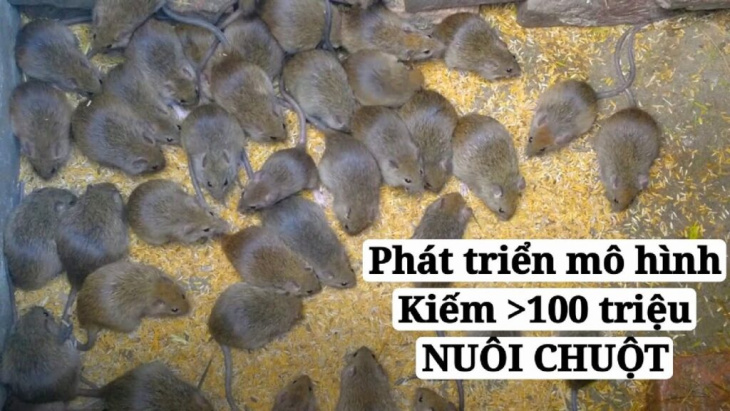 khách sạn, 40+ hình ảnh chuột đồng đẹp nhất, chụp cận cảnh mới nhất