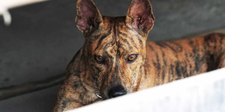 resort, 359+ hình ảnh chó phú quốc đẹp, màu lông hót nhất hiện nay