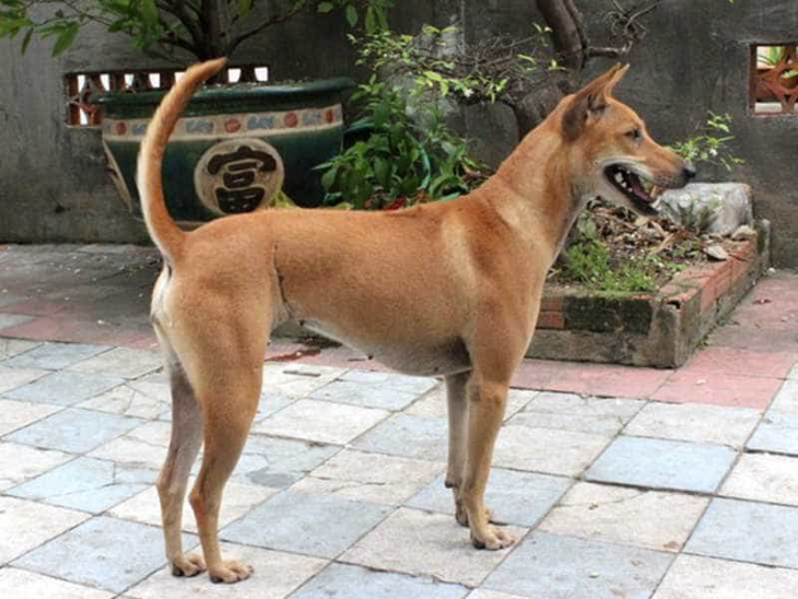 resort, 359+ hình ảnh chó phú quốc đẹp, màu lông hót nhất hiện nay