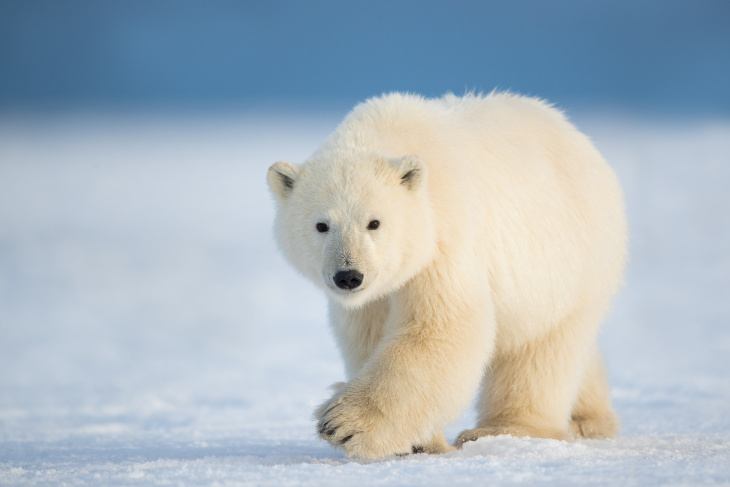 Hình ảnh Gấu Trúc Đẹp 3D Siêu Cute Dễ Thương Hài Hước