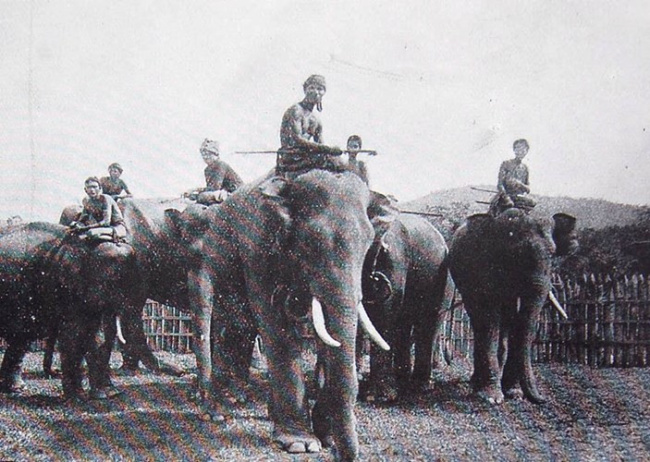 buôn đôn – biểu tượng một thời của truyền thống săn voi & thuần hóa voi