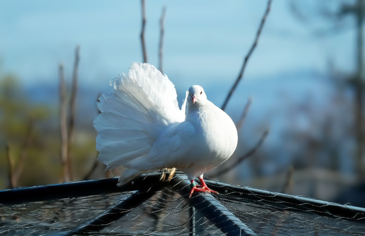 homestay, 59+ hình ảnh chim bồ câu đẹp hòa bình, tươi tắn nhất hiện nay