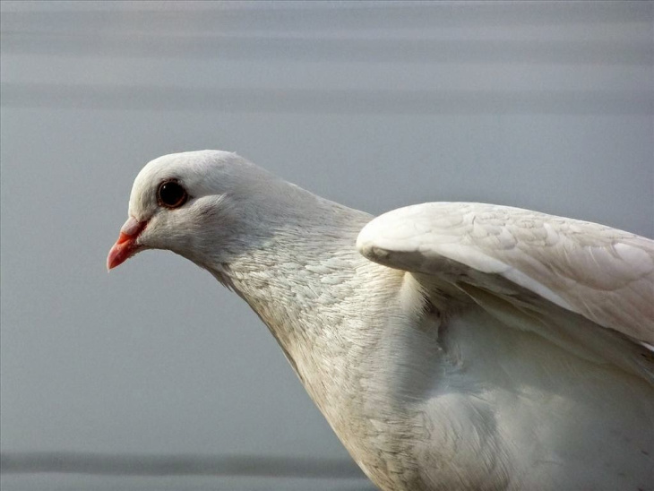 homestay, 59+ hình ảnh chim bồ câu đẹp hòa bình, tươi tắn nhất hiện nay