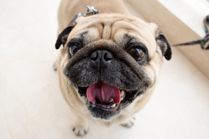 homestay, 160+ hình ảnh chó mặt xệ hài hước, dễ thương, cute độc nhất