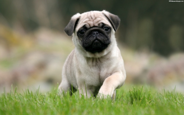 homestay, 160+ hình ảnh chó mặt xệ hài hước, dễ thương, cute độc nhất