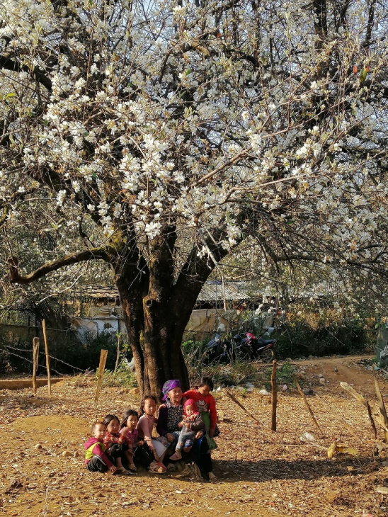 mùa hoa táo mèo sơn la: đẹp tinh khôi vùng cao tây bắc